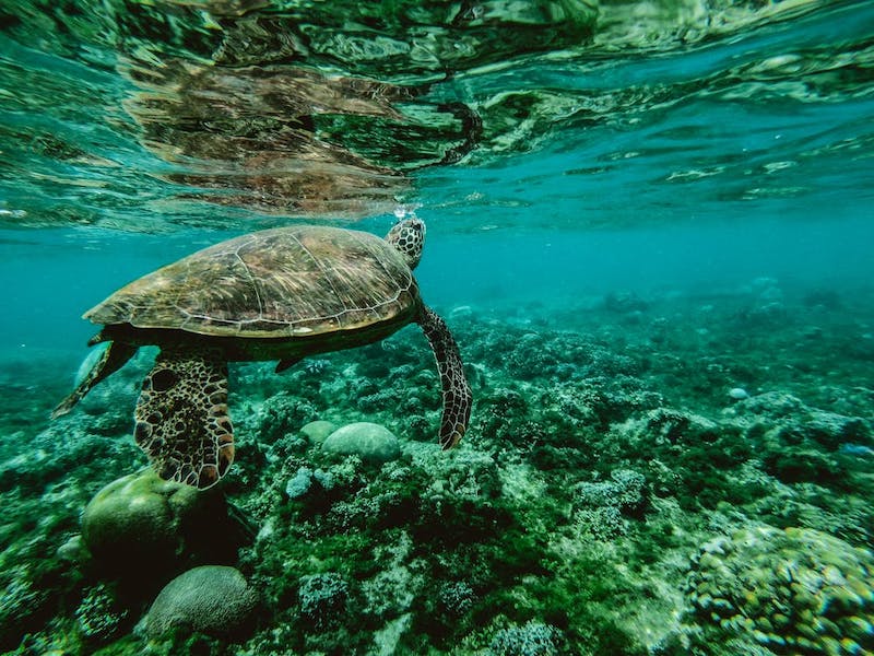 Photo composition under the sea with a turtle, coral reef in the background. The original colors are between light blue and green, but seen as darker blue with protanopia. The green colors are seen as grey.